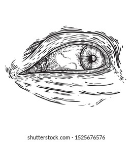 All seeing eye symbol element variation. Alchemy, religion, spirituality and occultism tattoo ink art. Vision of providence and conspiracy theory. Hand drawing in flash tattoo style artwork. Vector.