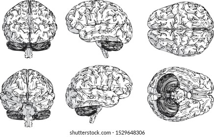 all side views of brain, hand drawn brain illustration, six sides of brain in white background