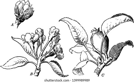 Todas estas imágenes A, B y C describen el crecimiento de la brota de Fruta Pear, el dibujo de líneas vintage o la ilustración de grabado.