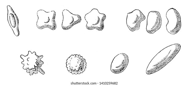 All of these are part of the upper part of the fungi, it is a different shape of funig, vintage line drawing or engraving illustration.