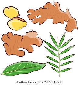 all type of ginger set vector illustration hand drawn