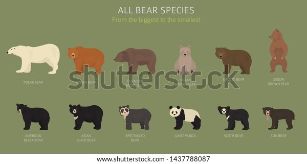 All world bear species in one set. Bears\
collection. Vector\
illustration