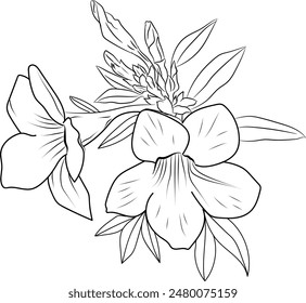 Allamanda páginas para colorear flor catártica, dibujo catártico Allamanda, dibujo periwinkle, dibujo de racimo de flores, Lindas páginas para colorear flor, ilustración de Arte vectorial, negro Allamanda tatuaje catártico