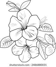 Allamanda cathartica coloring book hand drawn botanical spring elements bouquet of Allamanda cathartica flower line art, coloring page, vector sketch, artistic simplicity doodle art