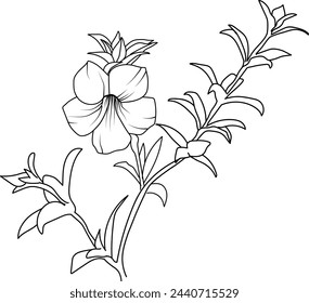 Allamanda cathartica drawing, sketch allamanda flower drawing, pencil allamanda flower drawing, vector allamanda flower drawing