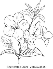 Allamanda cathartica flor boceto de arte, estilo vintage impreso para lindas páginas para colorear flores. Ilustración vectorial de una hermosa Allamanda catártica, y hojas, Allamanda catártica dibujo realista