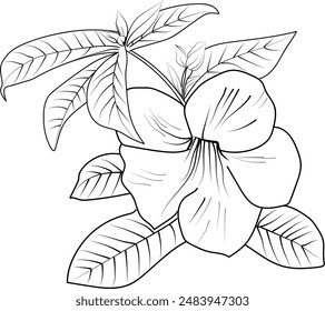 Allamanda cathartica pencil art, Black and white outline vector coloring page and book for adults and children flower Allamanda, with leaves hand drawn engraved ink illustration artistic design