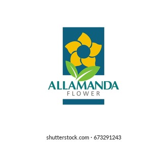 Allamanda flower