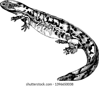 Alleghany hell bender which is s very voracious and nothing it can master is spared vintage line drawing or engraving illustration.