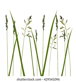 Allergy grass pollen isolated, vector