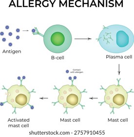 Allergy Mechanism. The allergy cascade process detailing the steps from allergen to IgE to mast cell, and then to histamine release.