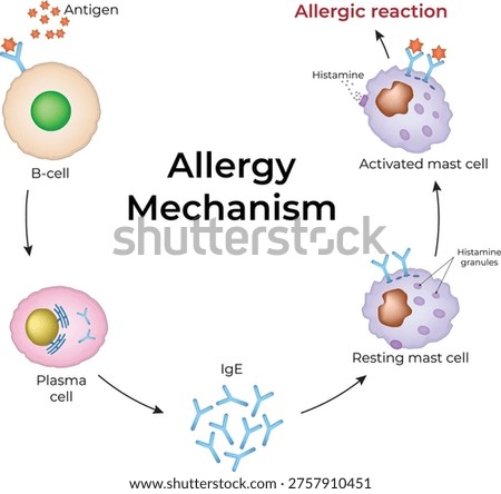Allergy Mechanism. The allergy cascade process detailing the steps from allergen to IgE to mast cell, and then to histamine release.