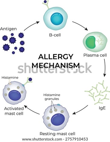 Allergy Mechanism. The allergy cascade process detailing the steps from allergen to IgE to mast cell, and then to histamine release.
