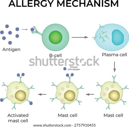 Allergy Mechanism. The allergy cascade process detailing the steps from allergen to IgE to mast cell, and then to histamine release.