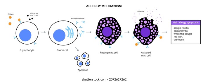 Allergy mechanism diagram. Allergic diseases concept. Immunoglobulin E antibodies in the human immune system. Binding to an allergen and to a receptor on mast cells medical flat vector illustration.