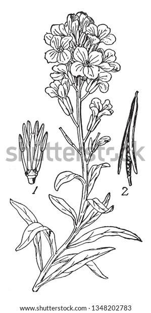 Allflower or Erysimum is a\
genus of flowering plants. It is divided in parts as shown in\
picture 1, Androcium; 2, Siliqua, vintage line drawing or engraving\
illustration.
