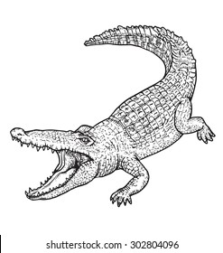 Alligator