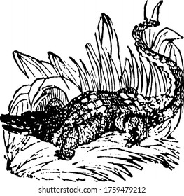 Alligator, the animal that can swallow small its prey as whole. The female alligator, takes more care of its young, than the female Crocodile, vintage line drawing or engraving illustration.
