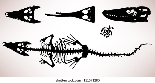 Alligator Crocodile Bone Skeleton