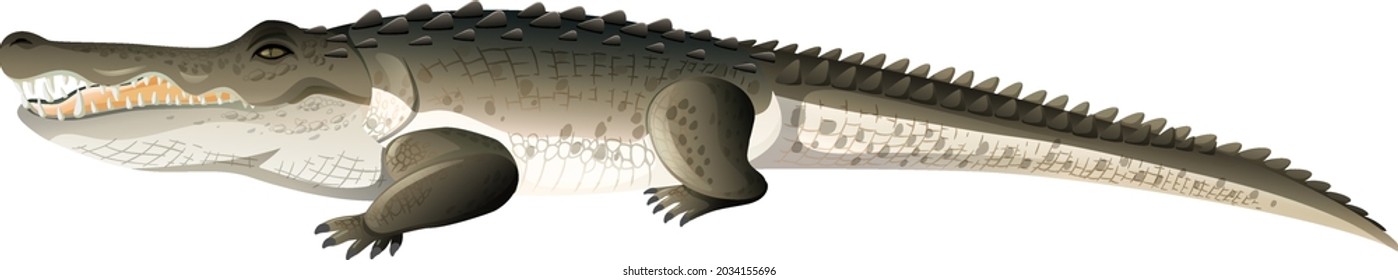 Alligator or Crocodile in cartoon style on white background illustration