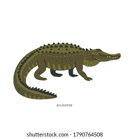 Alligator. An alligator is a crocodilian with black or dark olive-brown skin with light undersides. Simple Colorful vector illustration in flat cartoon style on white background.