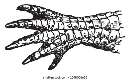 Alligator is a crocodilian in the genus Alligator of the family Alligatoridae, vintage line drawing or engraving illustration.