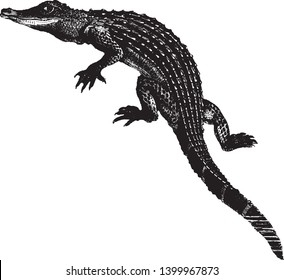 Alligator is a crocodilian in the genus Alligator of the family Alligatoridae, vintage line drawing or engraving illustration.