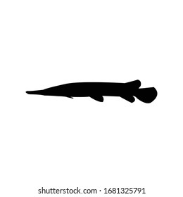 alligator gar silhouette, animal vector illustration.