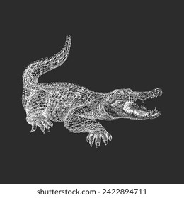 Alligator, hand drawn sketch in vector, vintage illustration of reptile in engraving style