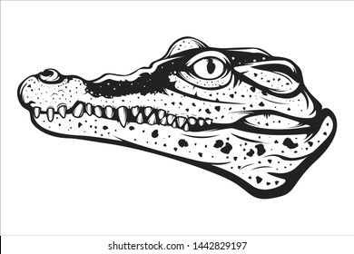 Alligator head isolated on white. Crocodile head vector illustration. Wild ecuador crocodile logo. 