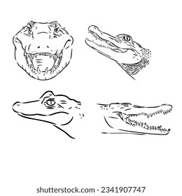 Alligator illustration in doodle style. Vector isolated on a white background.