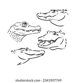 Alligator illustration in doodle style. Vector isolated on a white background.