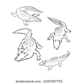 Alligator illustration in doodle style. Vector isolated on a white background.