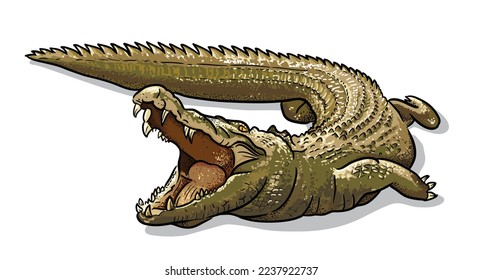 Сrocodile, alligator isolated vector illustration. Australian fauna cartoon picture.