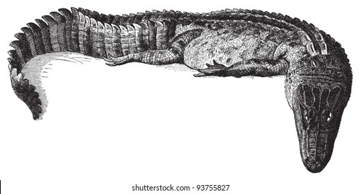 Alligator lucius / vintage illustration from Meyers Konversations-Lexikon 1897