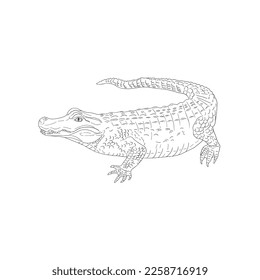 Alligator Outline vector for animals coloring book