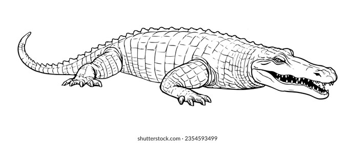 alligator pencil drawing coloring book. Vector illustration