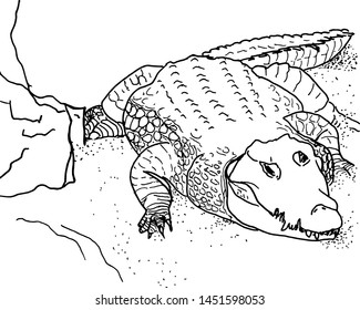 Alligator sleeping or resting. Drawing handmade with brush and Chinese ink. Vector