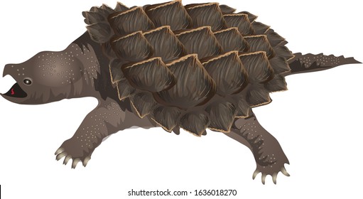 Alligator Snapping Turtle - Vector