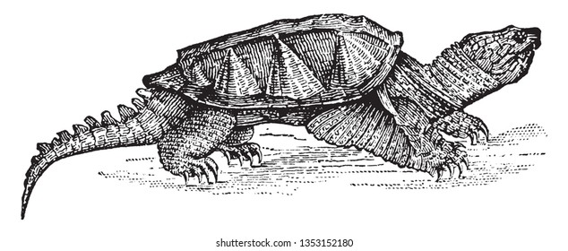 Alligator Terrapin is a species of turtle in the family Chelydridae and native to freshwater habitats in the United States, vintage line drawing or engraving illustration.