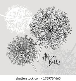 Allium Bulbs flowers. Hand drawn style print. Vector black and white illustration.