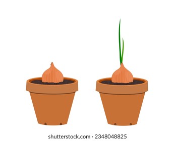 Allium cepa sobre un fondo blanco.
