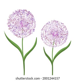 Alliumblume, dekorative Schleife auf weißem Hintergrund. violetter Ball mit Blumen. Illustration für den Druck, Hintergründe, Wallpaper, Umschläge, Verpackung, Grußkarten, Poster, Aufkleber. Vektor eps10.