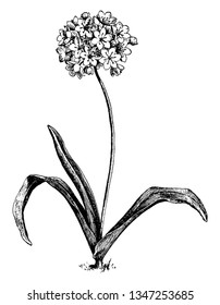 Allium Neapolitanum is belonging to onion subfamily. It has long and narrow leaves with large flowers, vintage line drawing or engraving illustration.