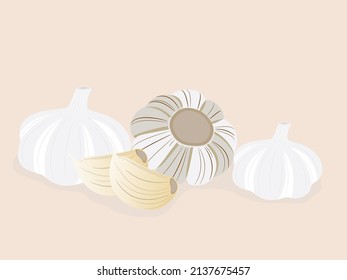 Allium sativum vector image in brown background.
