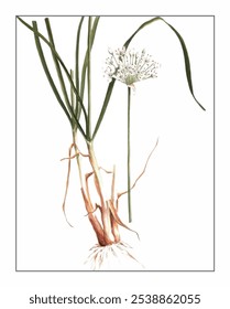 Allium tuberosum, hand-painted floral and botanical painting, hand-painted herbal painting, natural herbs.