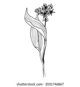 Allium ursinum Vector botanical illustration in a linear sketch style medicinal herb