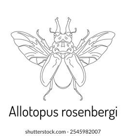 Alotopus rosenbergi. Insectos. Fauna para colorear. Boceto gráfico de un escarabajo aislado con título. Ilustración vectorial.