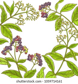 allspice  branch vector frame