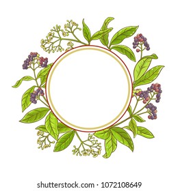 allspice  branch vector frame
